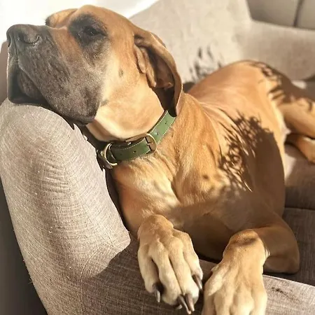 Unique Tiny Smart With Private Garden, Jacuzzi, Ps5, Cinema Projector - Wow